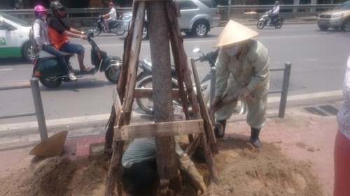 Trưa ngày 16/6, công nhân đi gỡ bỏ lưới ở các cây trên phố Lê Duẩn. Ảnh: Nguyễn Dương.