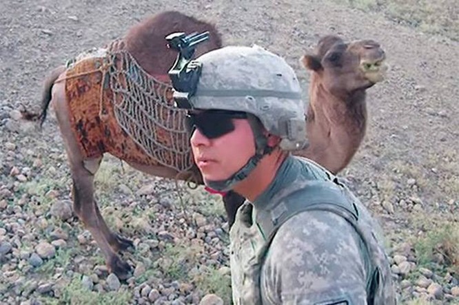 Lạc đà Afghanistan đá lính Mỹ té nhào ảnh 2