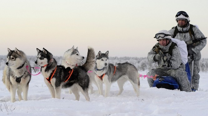 Clip tuần lộc và chó kéo xe tham gia huấn luyện tác chiến của Nga ảnh 6