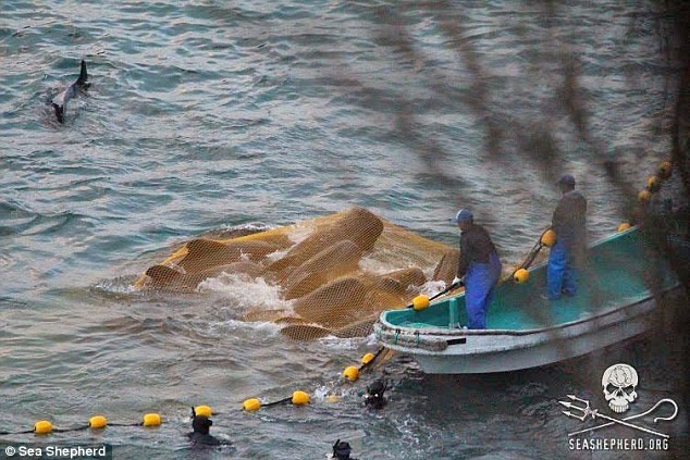 Những hình ảnh đầy ám ảnh về mùa săn cá voi tại Nhật Bản ảnh 2