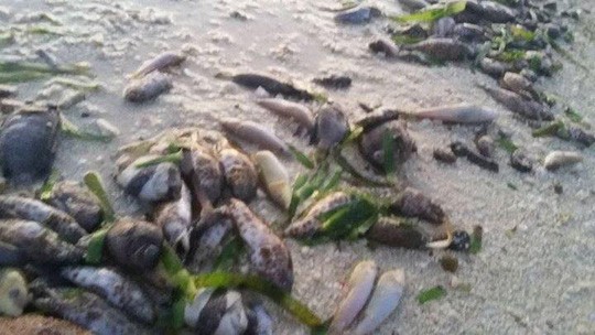 Video Tàu Trung Quốc đổ hóa chất giết cá quanh đảo Thị Tứ? ảnh 1