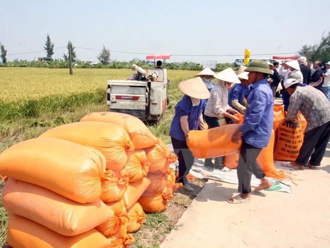 Hiệp hội Lương thực Việt làm gì khi Thái Lan xả kho gạo “khủng”? ảnh 1