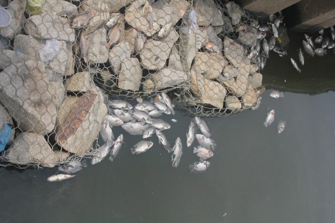 Clip cá tiếp tục chết trắng kênh Nhiêu Lộc - Thị Nghè ảnh 3