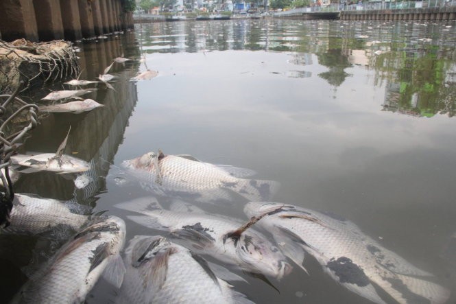 Clip cá tiếp tục chết trắng kênh Nhiêu Lộc - Thị Nghè ảnh 4