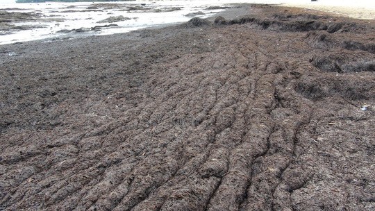 Rong biển chết dạt vào bờ biển chỉ là hiện tượng tự nhiên ảnh 2