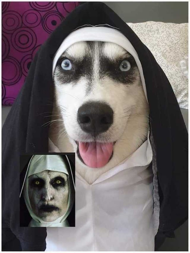 “Té ngửa” với diện mạo của những chú chó trong ngày Halloween ảnh 2