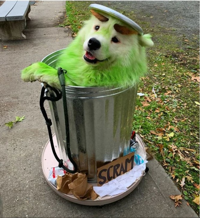“Té ngửa” với diện mạo của những chú chó trong ngày Halloween ảnh 1