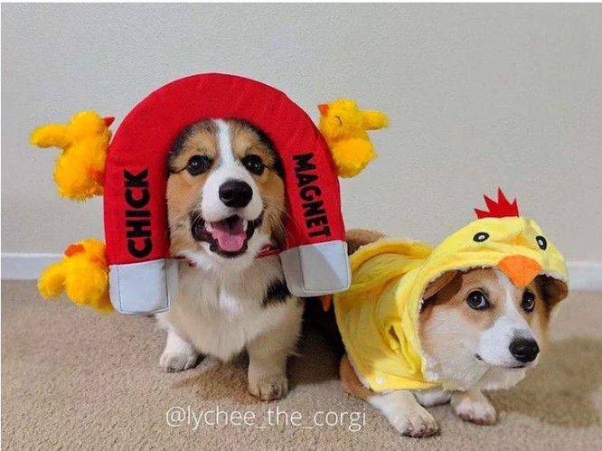 “Té ngửa” với diện mạo của những chú chó trong ngày Halloween ảnh 3