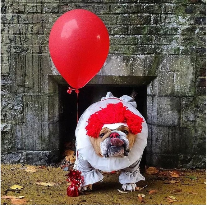 “Té ngửa” với diện mạo của những chú chó trong ngày Halloween ảnh 5