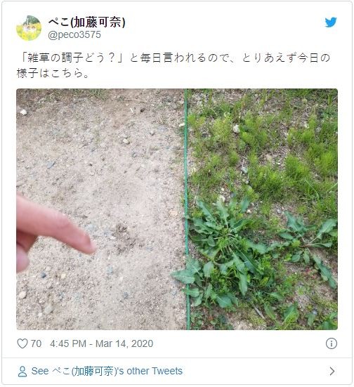 Cách diệt cỏ dại có “một không hai” của cậu bé người Nhật ảnh 2