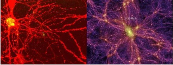 Những điểm tương đồng kỳ lạ về cấu trúc giữa não bộ con người và vũ trụ ảnh 1