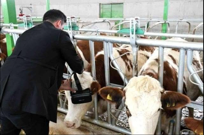 Cho bò đeo kính VR với hy vọng có thể tăng sản lượng sữa ảnh 1
