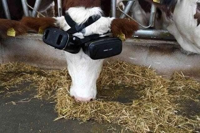 Cho bò đeo kính VR với hy vọng có thể tăng sản lượng sữa ảnh 2