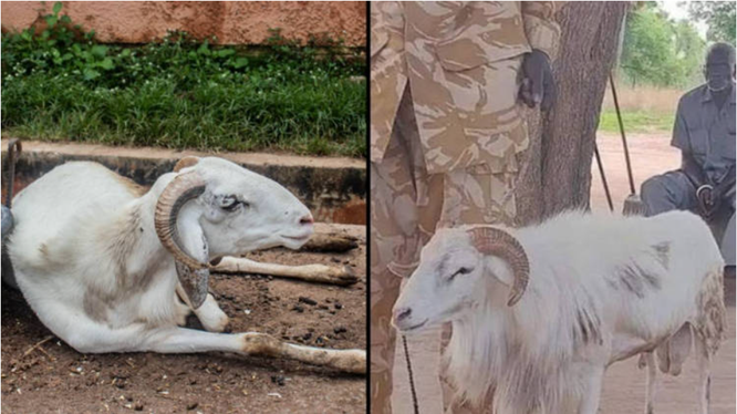 Chú cừu đực ở Châu Phi bị kết án 3 năm tù vì tội giết người ảnh 2