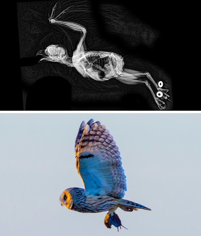 14 hình ảnh độc đáo của động vật qua máy chụp X-quang ảnh 10