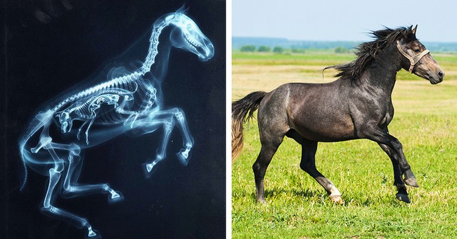 14 hình ảnh độc đáo của động vật qua máy chụp X-quang ảnh 4