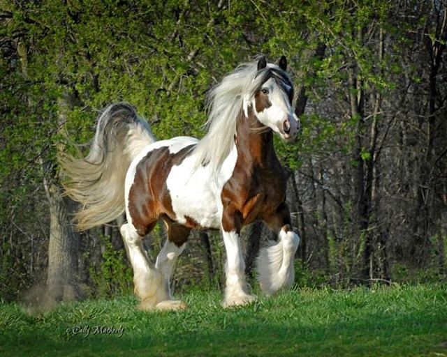 15 hình ảnh đẹp về loài ngựa khiến chúng ta không thể rời mắt ảnh 5