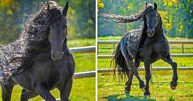 15 hình ảnh đẹp về loài ngựa khiến chúng ta không thể rời mắt ảnh 2