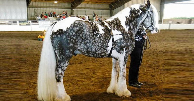 15 hình ảnh đẹp về loài ngựa khiến chúng ta không thể rời mắt ảnh 4