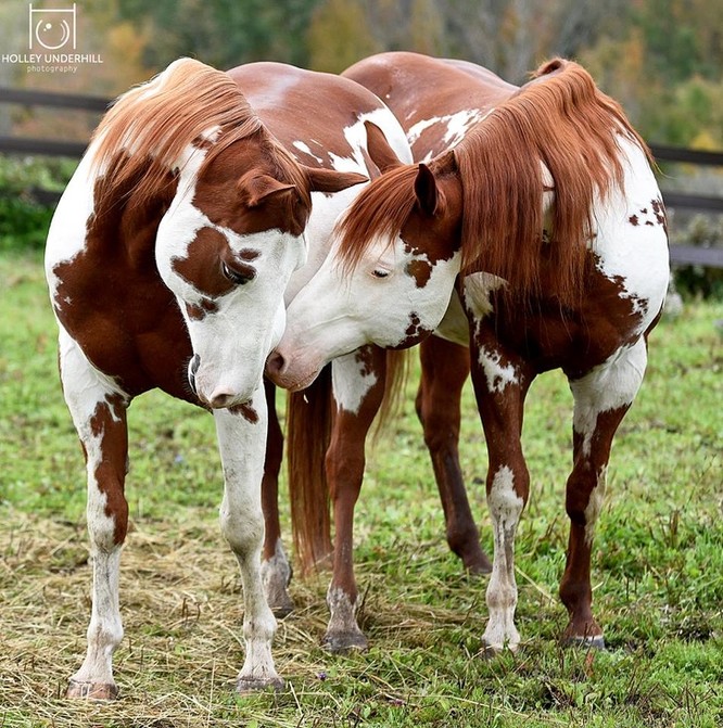 15 hình ảnh đẹp về loài ngựa khiến chúng ta không thể rời mắt ảnh 6