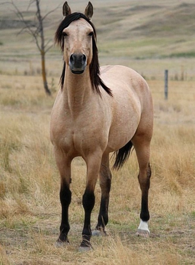 15 hình ảnh đẹp về loài ngựa khiến chúng ta không thể rời mắt ảnh 10