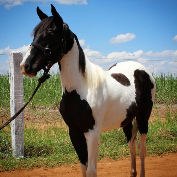 15 hình ảnh đẹp về loài ngựa khiến chúng ta không thể rời mắt ảnh 9
