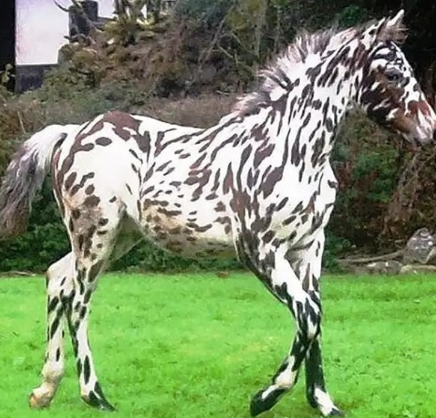 15 hình ảnh đẹp về loài ngựa khiến chúng ta không thể rời mắt ảnh 12
