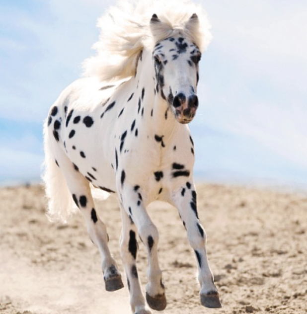 15 hình ảnh đẹp về loài ngựa khiến chúng ta không thể rời mắt ảnh 3