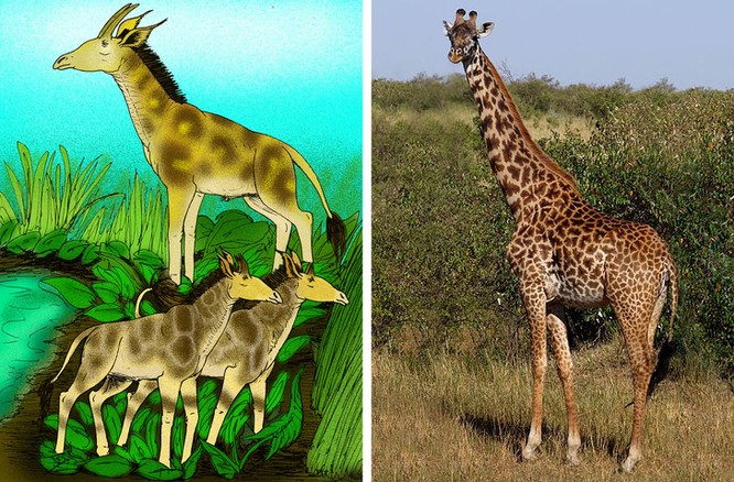 Các loài động vật đã tiến hóa như thế nào ? ảnh 4