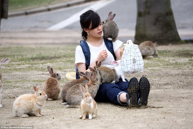 Bất ngờ với “đảo thỏ” ở Nhật ảnh 2