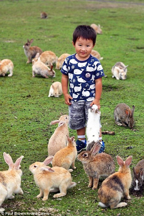 Bất ngờ với “đảo thỏ” ở Nhật ảnh 8