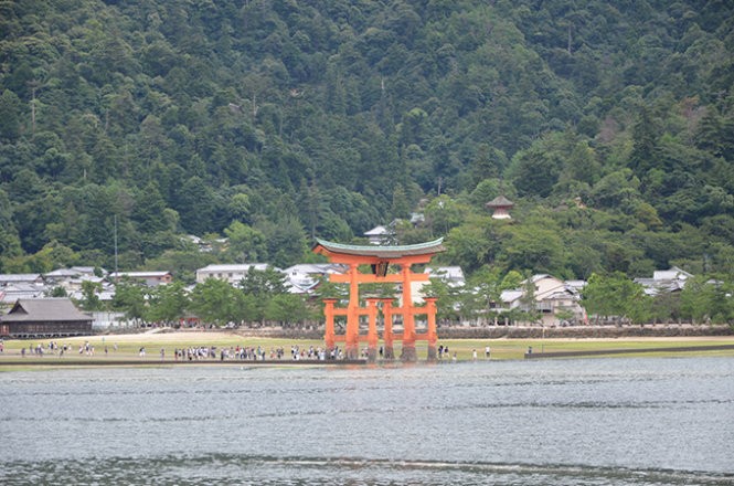 Những “công dân” hươu trên đảo Miyajima ảnh 12