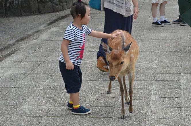Những “công dân” hươu trên đảo Miyajima ảnh 3