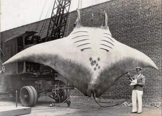 A giant Manta Ray