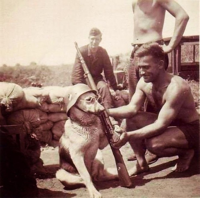 War Dog