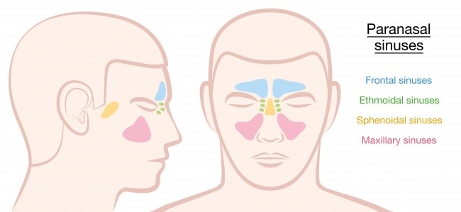 15 bộ phận trên cơ thể con người sẽ biến mất trong tương lai ảnh 2