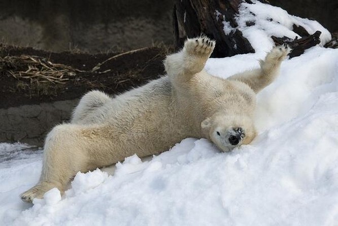 Chùm ảnh cảm động của chú gấu bắc cực tại Sở thú San Diego lần đầu tiên nhìn thấy tuyết ảnh 8