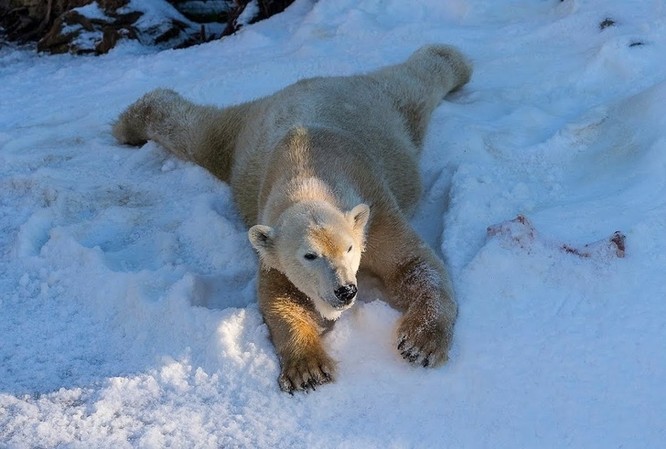 Chùm ảnh cảm động của chú gấu bắc cực tại Sở thú San Diego lần đầu tiên nhìn thấy tuyết ảnh 6