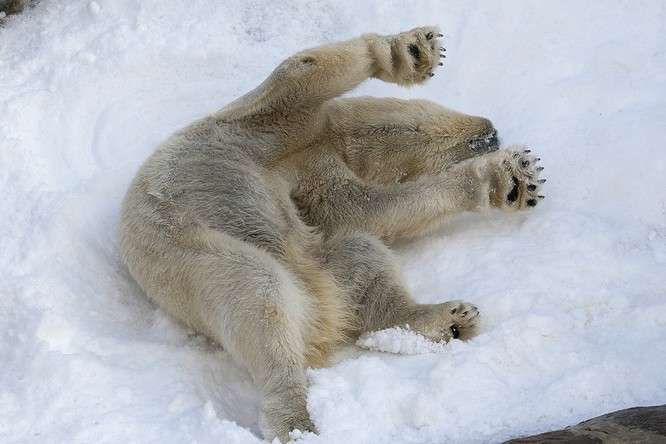 Chùm ảnh cảm động của chú gấu bắc cực tại Sở thú San Diego lần đầu tiên nhìn thấy tuyết ảnh 9