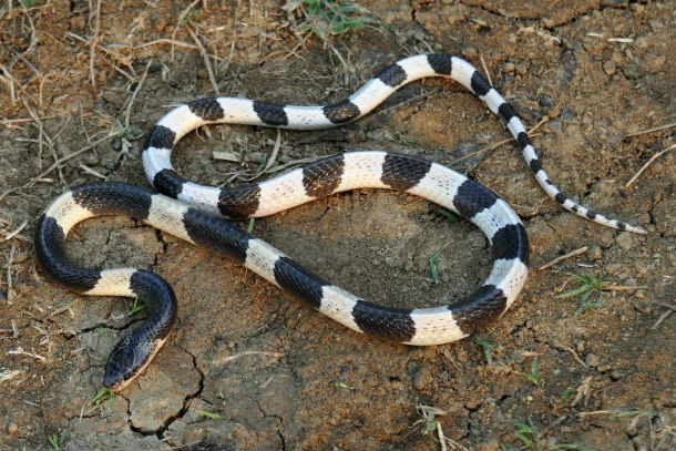 Breathless Wonder: The First Encounter with a Newborn King Cobra.tt - Malise