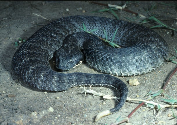 Breathless Wonder: The First Encounter with a Newborn King Cobra.tt - Malise