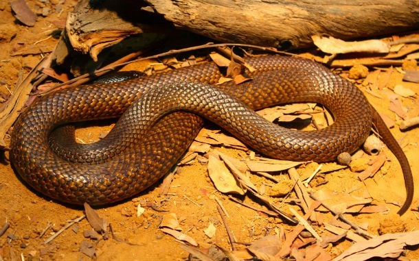 Breathless Wonder: The First Encounter with a Newborn King Cobra.tt - Malise