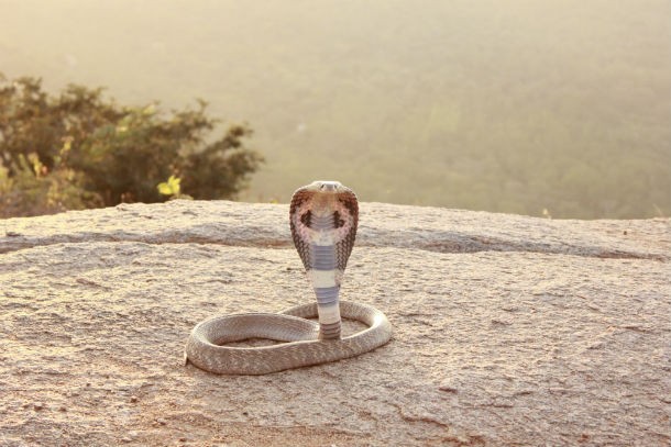 Breathless Wonder: The First Encounter with a Newborn King Cobra.tt - Malise