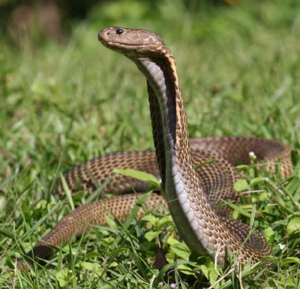 Breathless Wonder: The First Encounter with a Newborn King Cobra.tt - Malise