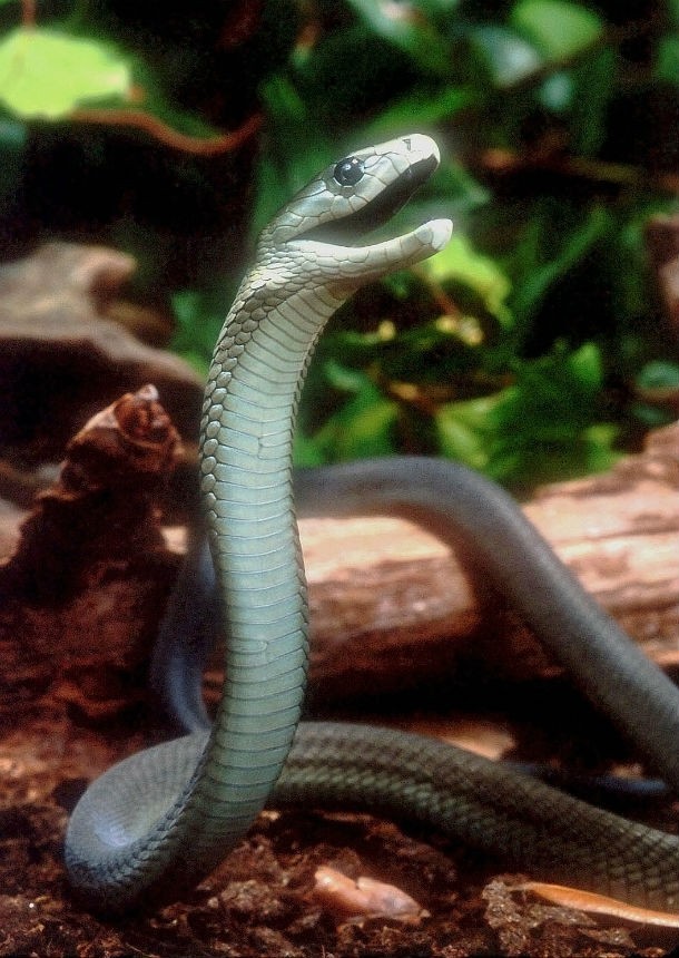 Breathless Wonder: The First Encounter with a Newborn King Cobra.tt - Malise