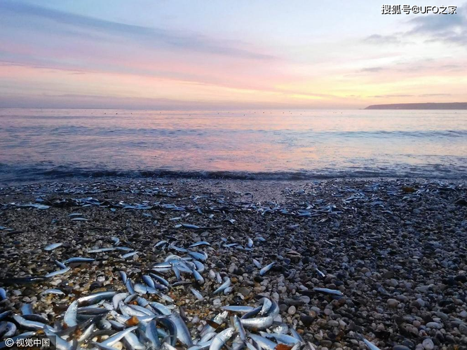 Sau trận động đất, cá chết hàng loạt xuất hiện ở bờ biển của Nhật Bản, chuyện gì sắp xảy ra? ảnh 2