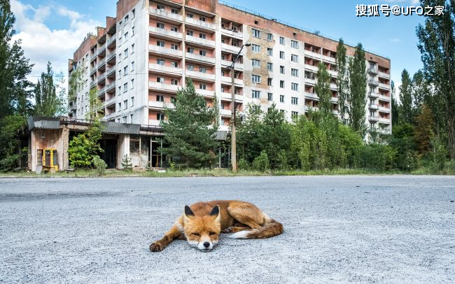 Tại sao bức xạ Chernobyl khiến động vật chết hàng loạt nhưng thực vật phát triển ngày càng tươi tốt? ảnh 3