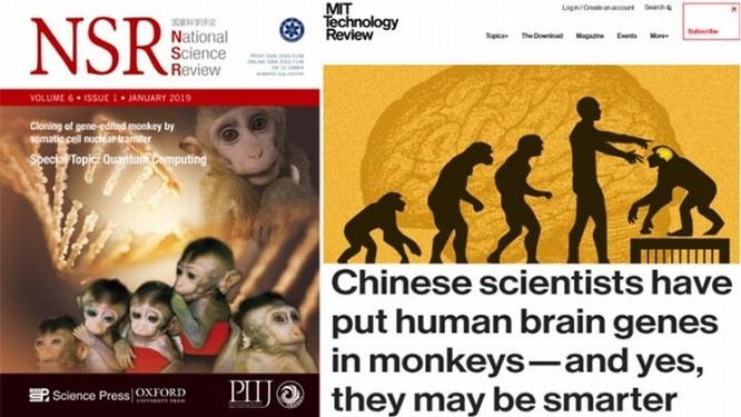 Đưa gene người vào não khỉ - các nhà khoa học Trung Quốc lại gây sóng gió ảnh 3