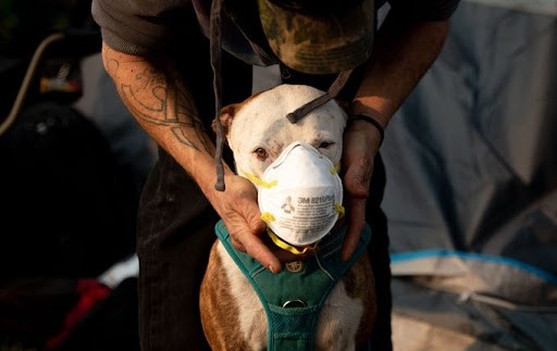 Hong Kong thông báo tìm thấy nCoV ở miệng và mũi chó nhà ảnh 1