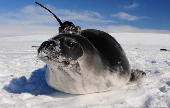 Những con hải cẩu gắn cảm biến giúp khoa học giải mã bí ẩn ở Nam Cực ảnh 1